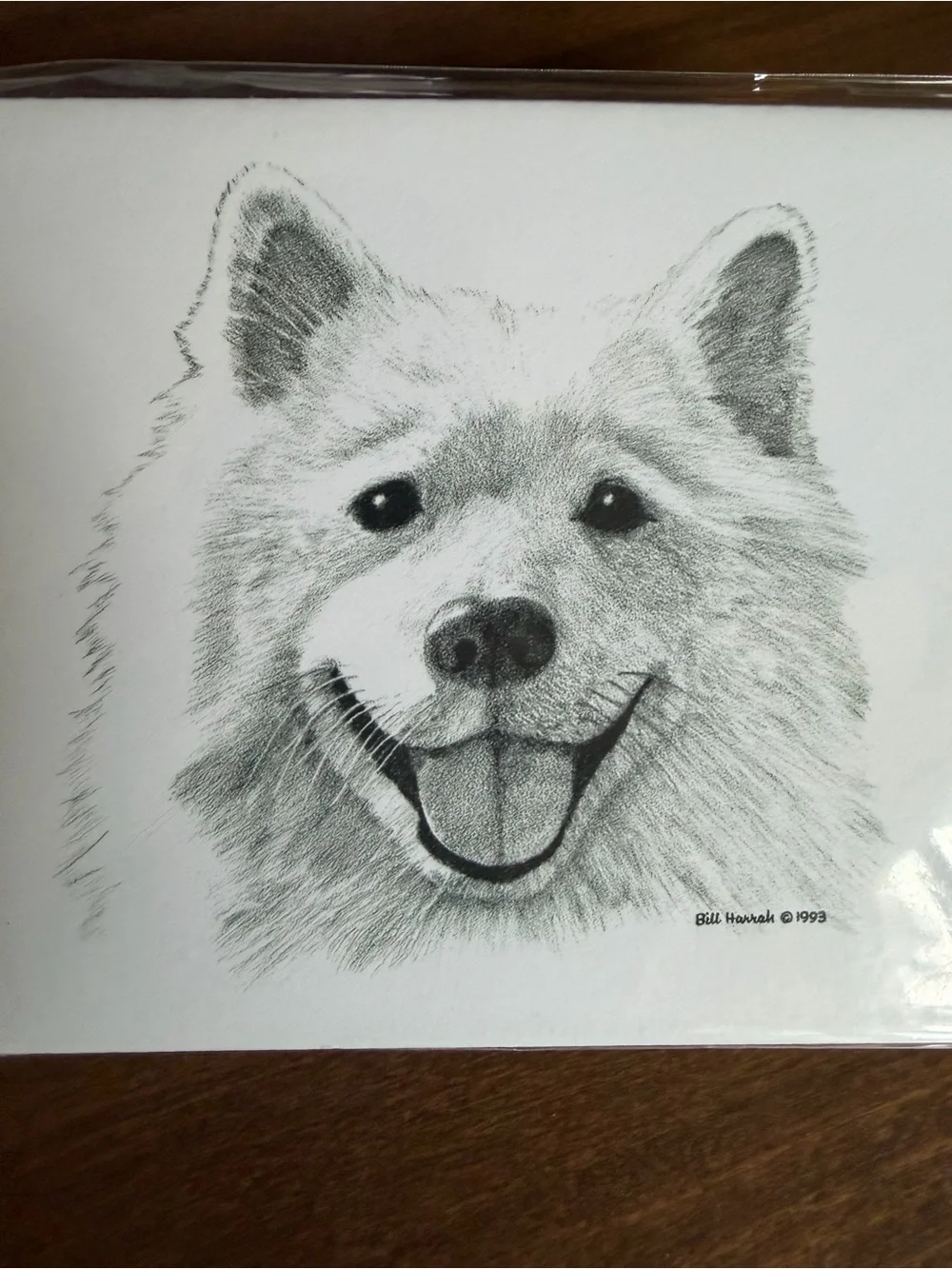 Samoyed Dog Note Cards (8) Fine Art Drawing - Bill Harrah 1993 - Wolf Run Studio